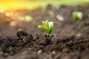 A delicate fragile soybean sprout in the field stretches towards the sun. Agricultural crops in the...
