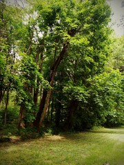 path in the forest