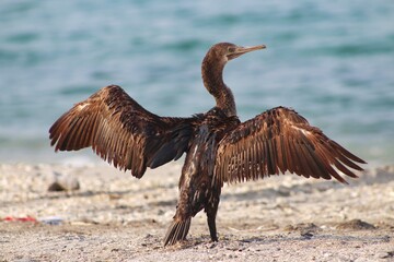 vulture on the ground