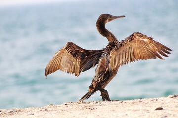 blue heron