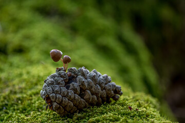 small mushrooms on a pine cone in the moss