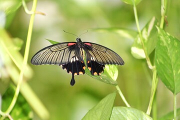 butterfly on leaf
