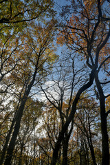mischwald