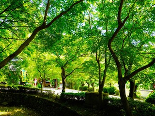 sunset in the forest