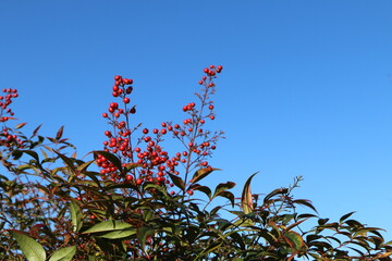 青空の下の赤い実をつけた南天の木