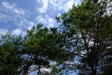 Kiefernwald