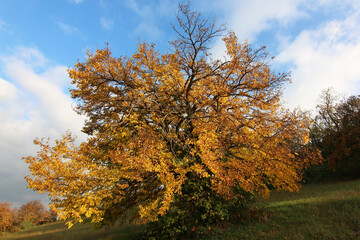 Naklejka premium Autunno; foliage in collina. Lungo un pendio, foglie gialle e oro sui rami degli alberi