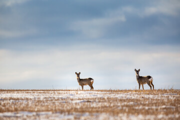 The two Roe Deers