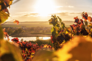 Gefärbte Blätter der Weinreben auf einem Weinberg am Süßen See in Sachsen-Anhalt im...