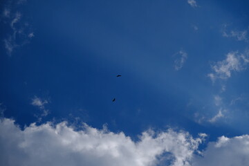 Greifvögel am Himmel