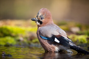 The Jay and water