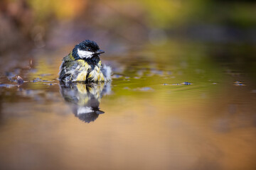 The great Tit