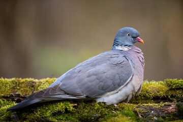 The Wood pigeon