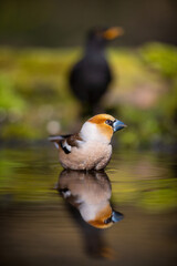 The Hawfinch and his Shadow