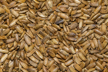 cardus marianus or milk thistle (Silybum marianum) seeds in detail