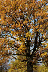 Oak tree with golden autumn foliage in sunny  day. Colorful autumn landscape.