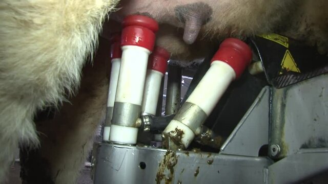 The robot, without the presence of a person, independently puts the milking cups of the device for automatic milking on the teats of the udder of the cow.