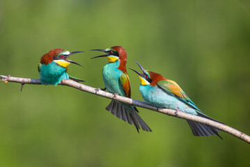 The three Bee-eaters