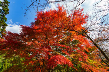 真っ赤な紅葉と青空