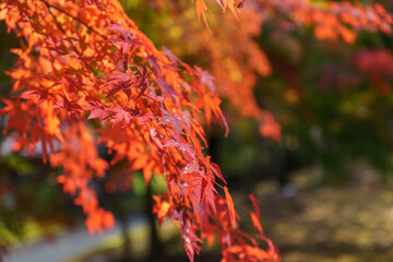 真っ赤な紅葉