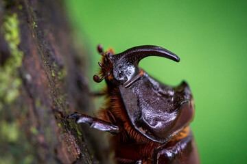 The Rhinoceros Beetle closeup