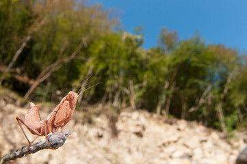 European dwarf mantis (Ameles spallanzania) in its habitat, Italy.