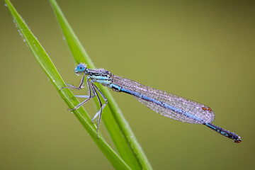 The Blue Dragonfly