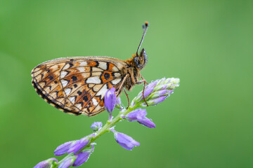 The orange Butterfly