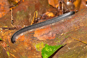 Millepede, Cylindroiulus sp., Sinharaja National Park Rain Forest, World Heritage Site, UNESCO, Biosphere Reserve, National Wilderness Area, Sri Lanka, Asia