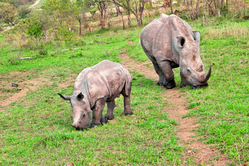 Obraz premium White Rhinoceros, Ceratotherium simum, Square-lipped Rhinoceros, Kruger National Park, South Africa, Africa
