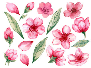Watercolor illustration Botanical leaves collection cherry blossom sakura oriental foliage Set of wild and garden and abstract leaves elements  pink hand painted