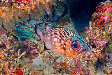 Naklejka na ściany i meble Bronze Soldierfish, Myripristis adusta, North Ari Atoll, Maldives, Indian Ocean, Asia