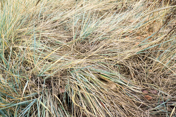Dry autumn grass in the background