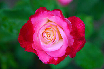 pink blooming rose close up