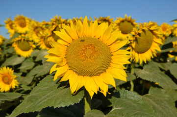 blooming sunflowers with blue sky in the background