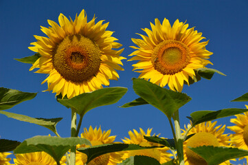 blooming sunflowers with blue sky in the background