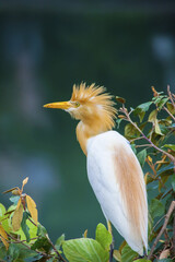 Pinglin Egret
