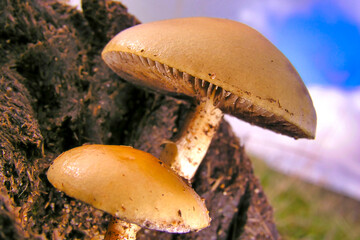 Wild Mushroom, Guadarrama National Park, Segovia, Castile and Leon, Spain, Europe