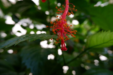red flower and green leaves