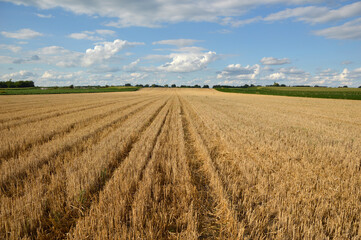 wheat field after the harvest in bright summer day, Vojvodina 