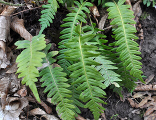 Fern Polypodium vulgare grows on a rock in the woods