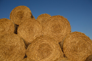 pile of straw bales in the field