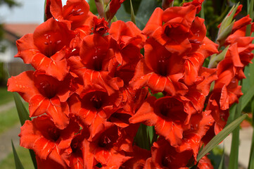 red blooming gladiolus growing in the garden