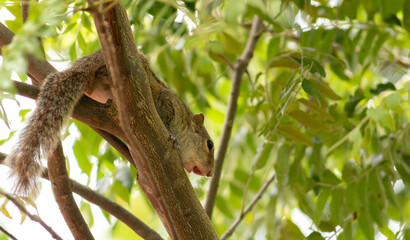 Squirrel on a tree branch in the shade photograph from below