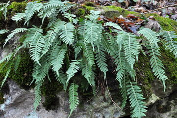 Fern Polypodium vulgare grows on a rock in the woods