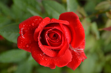 blooming red rose with rain drops close up