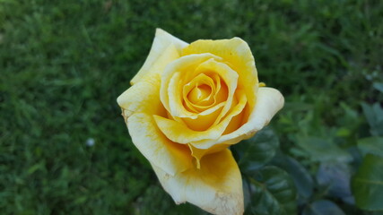 yellow rose with water drops