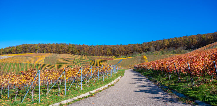Struempfelbach - Vineyards at Weinstadt region - beautiful landscape in autum close to Stuttgart, Baden-Wuerttemberg, Germany