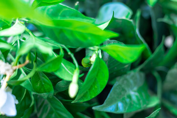 Fototapeta premium Closeup Oleander hawk-moth (Daphnis nerii) camouflaged on a leaf.