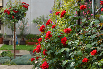 Fototapeta na wymiar bush of blooming red roses in the garden